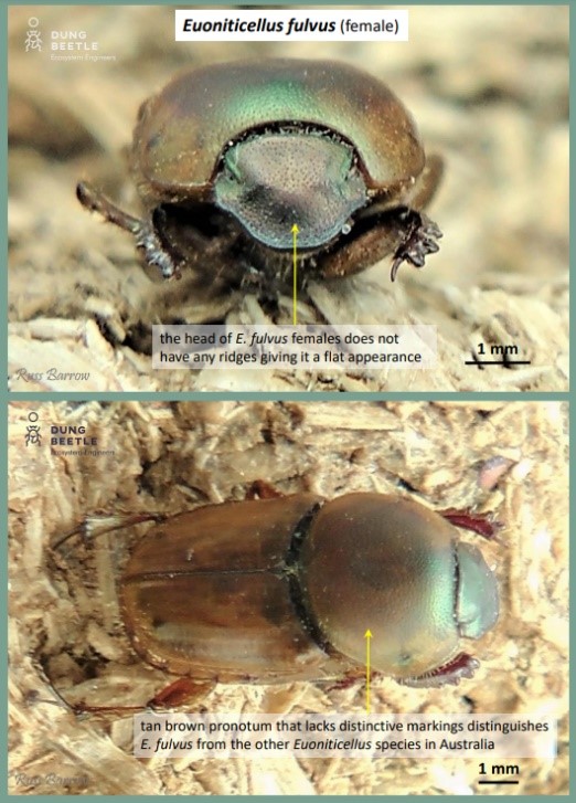 Euniticellus fulvus (female) Front photo of a golden brown dung beetle and top down photo below. Arrows point to the head and description says the head of E. fulvus females does not have any ridges giving it a flat appearance.  Arrow point to the back and description reads tan brown pronotum that lacks distinctive markings distinguishes E. fulvus from the other Euoniticellus species in Australia