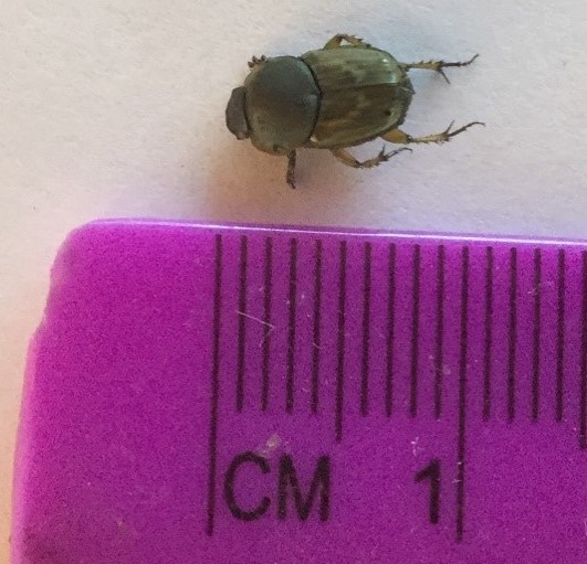 Euniticellus fulvus (male) Front photo of a golden brown dung beetle and top down photo below. Arrows point to two distinct ridges near the front of the head on males.  And tan brown pronotum that lacks distinctive markings distinguishes E. fulvus from the other Euoniticellus species in Australia