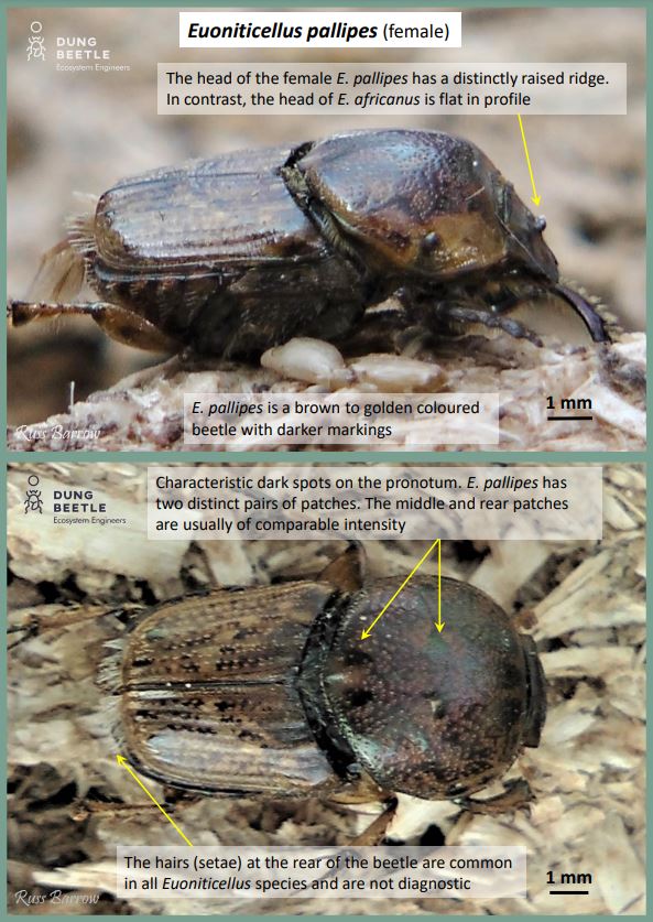 Light brown dung beetle photographed in profile and top down. Labels read: Euoniticellus pallipes (female) The head of the female E. pallipes has a distinctly raised ridge. In contrast, the head of E. africanus is flat in profile E. pallipes is a brown to golden coloured beetle with darker markings Characteristic dark spots on the pronotum. E. pallipes has two distinct pairs of patches. The middle and rear patches are usually of comparable intensity The hairs (setae) at the rear of the beetle are common in all Euoniticellus species and are not diagnostic