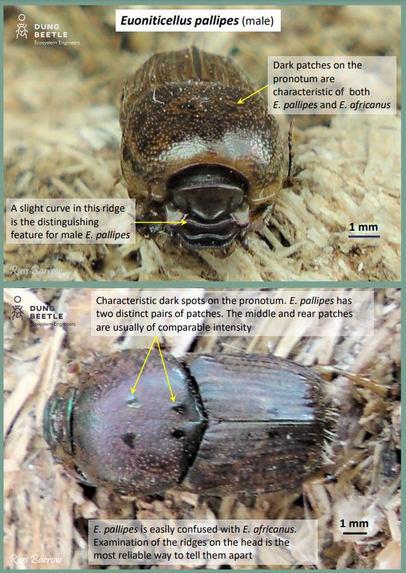 Light brown dung beetle front on and top down photos. Labels read: -Euoniticellus pallipes (male) -A slight curve in this ridge is the distinguishing feature for male E. pallipes -Dark patches on the pronotum are characteristic of both E. pallipes and E. africanus - Characteristic dark spots on the pronotum. E. pallipes has two distinct pairs of patches. The middle and rear patches are usually of comparable intensity - E. pallipes is easily confused with E. africanus. Examination of the ridges on the head is the most reliable way to tell them apart