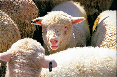 Closeup of sheep, showing eartags on 2 of them.