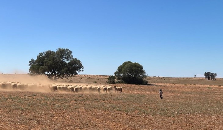 sheep in dry mallee paddock, raising dust