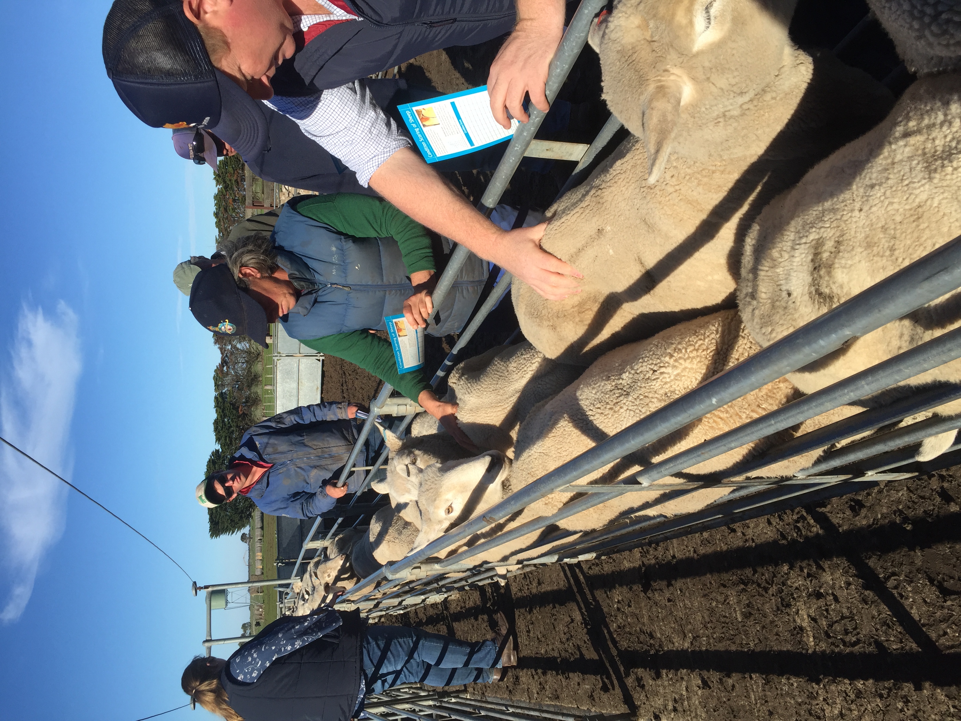 Sheep in a race with people inspecting.
