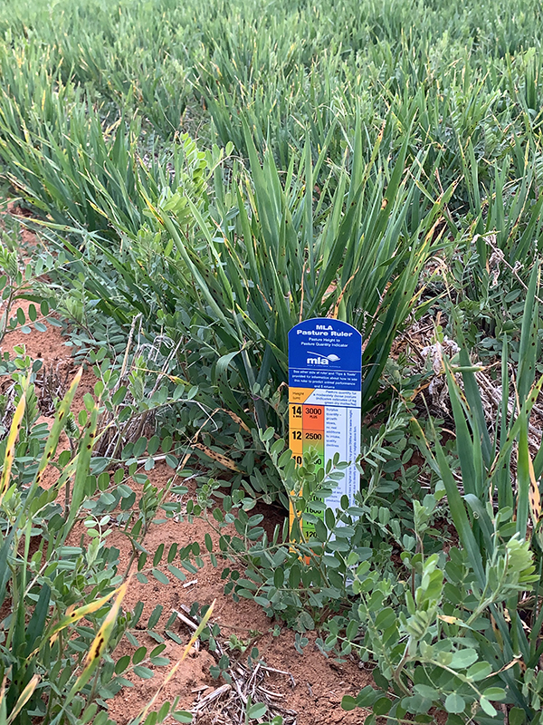 Figure 1: Feedbase prior to lambing. Grasses next to a moisture meter.