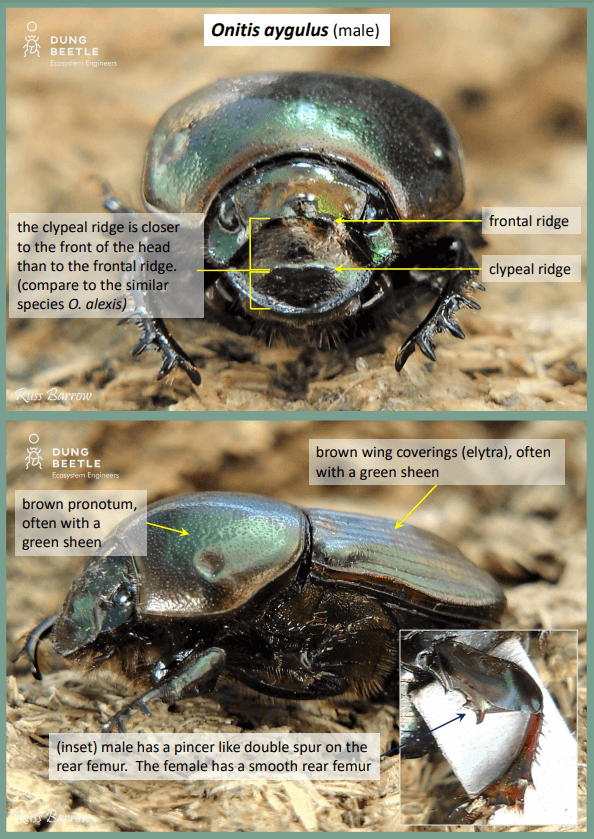 front on and profile photos of a green/copper dung beetle. Labels Read: -Onitis aygulus (male) -the clypeal ridge is closer to the front of the head than to the frontal ridge. (compare to the similar species O. alexis) -Frontal ridge -Clypeal ridge -brown pronotum, often with a green sheen - brown wing coverings (elytra), often with a green sheen - (inset) male has a pincer like double spur on therear femur. The female has a smooth rear femur