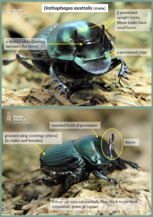 Onthophagus australis (male) front and profile photos.  Arrows point to: a distinct plate (lamina) between the horns 2 prominent upright horns. Minor males have small hornt A prominent ridge  profile photo has arrows pointing to: rounded front of pronotum grooved wing coverings (elytra) (in males and females), horns