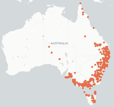 Map of Australia showing the distribution of O. australis down the entire east coast and into South Australia and Tasmania