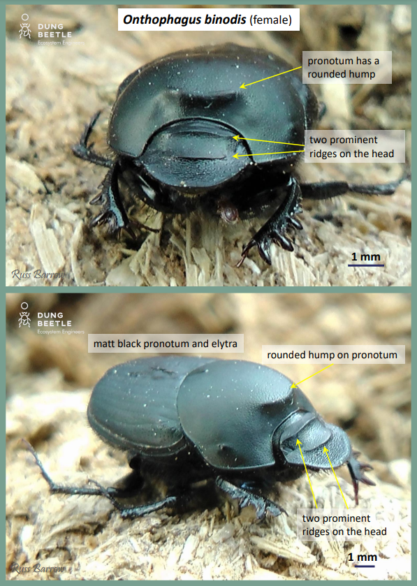 A front on and profile photo of a male, black dung beetle. Labels read: Onthophagus binodis (male), pronotum has a prominent hump with two lobes in major males, square in minor males, front of clypeus is reflexed,  two lobes, very distinct in major males, pronotum and elytra are a matt black, front of clypeus is reflexed in major males 