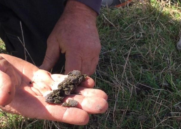Dung from O.mniszechi tunnel A hand holding a length of sheep dung