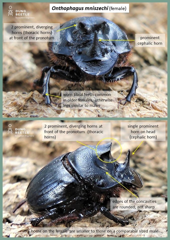Onthophagus mniszechi (female) Large, female dung beetle with a large horn and humps on its head. Picture front on and profile. Arrow points to: 2 prominent, diverging horns (thoracic horns) at front of the pronotum. prominent crphalic horn worn tibial teeth common in older females, otherwise legs similar to males Profile photo has arrows pointing to: 2 prominent, diverging horns at front of the pronotum (thoracic horns) single prominent horn on head (cephalic horn) Edges of the concavities are rounded not sharp horns on the female are smaller to those on a comparable sized male.