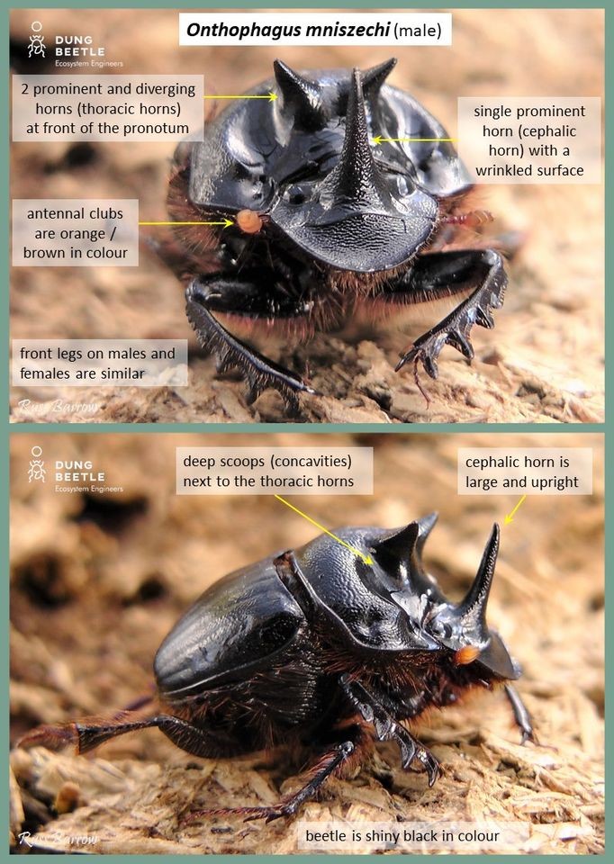 Large, male dung beetle with a large horn and humps on its head and orange club-like antennae. Picture front on and profile.