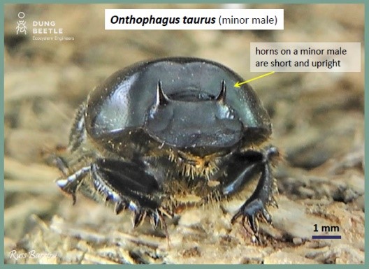 Onthophagus taurus (minor male) Close up photo of dung beetle. Arrows point to horns on a minor male are short and upright.