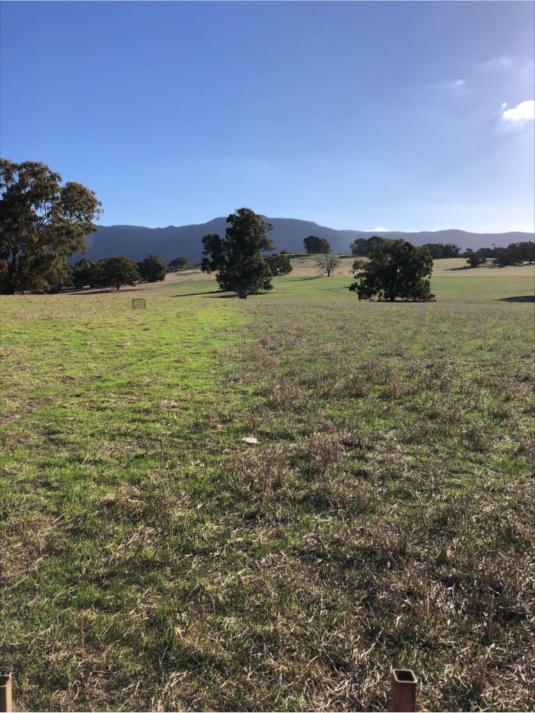 Dog sitting on quad bike in paddock
