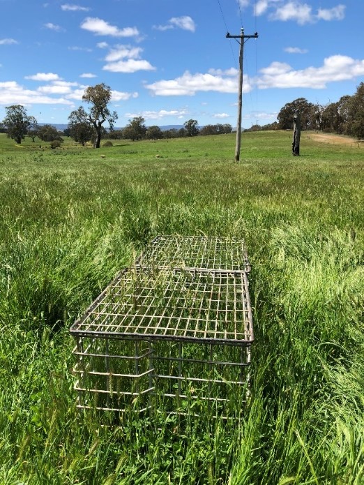 Barley grass under grazing and cages spring 2019