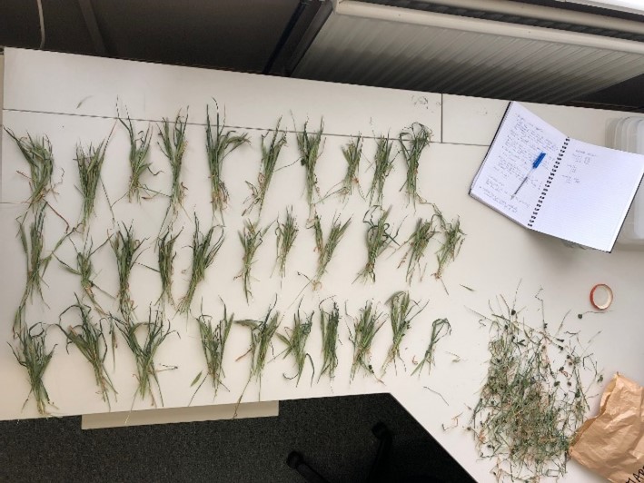 Barley grass cuts being counted after drying 2019