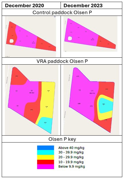 Table with December 2020 Olsen phosphorus maps on left-hand side and December 2023 on right-hand side. The VRA paddock was mostly 10&ndash;20 kg/ha with a band below 10 kg/ha in the middle. This shifted to mostly below 10 kg/ha with the RHS 10&ndash;20 kg/ha. The control paddock was bands of below 10, 10&ndash;20 and 10&ndash;30 kg/ha with a spot of 30&ndash;40 kg/ha. It changed to mostly below 10 with a strip of 10&ndash;20 and one hotspot of 30&ndash;40 mg/kg Olsen P.