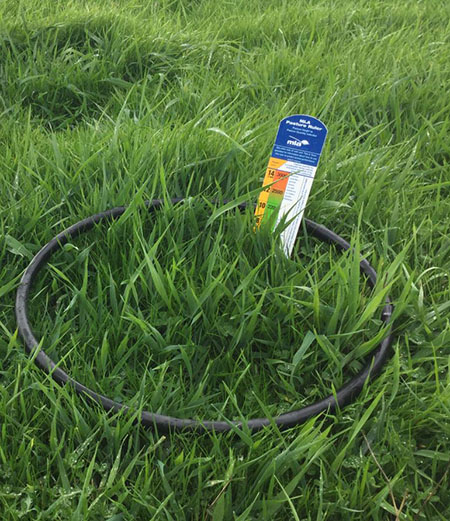 A pasture ruler next to growing grass in a paddock