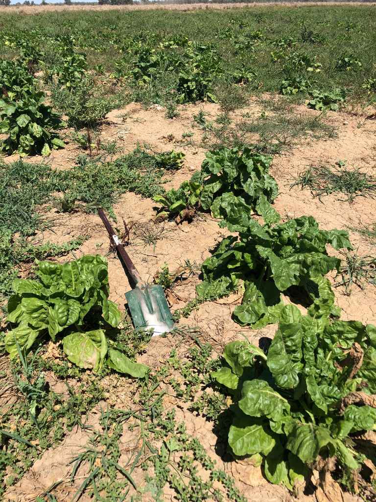 Fodder beet – high quality feed that justifies the costs, or a high-risk strategy that may not pay off?   Many producers have seen images of cattle strip grazing across a crop of high yielding fodder beet. One group of beef producers in north-east Victoria had seen fodder beet firsthand and were keen to investigate how it would perform in their local environments, what costs would be involved and what issues might they run into. The demonstration was set up in early 2019, with funding from Meat & Livestock Australia (MLA) and Agriculture Victoria.