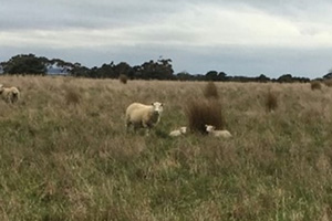 Newborn twin lambs in the shelter trial.