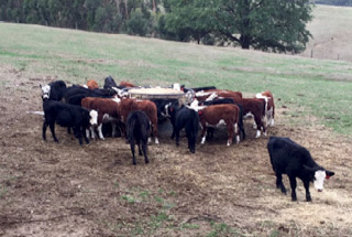 Cattle eating feed in a paddock