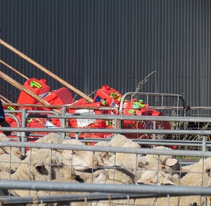 Empty chemical drums near a flock of sheep