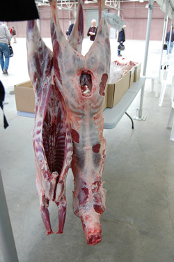 hanging trimmed sheep carcases