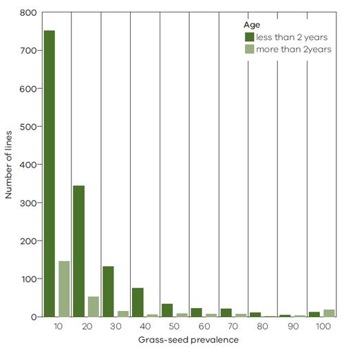  Bar graph with the grass-seed prevalence in sheep less than 2 years and more than 2 years of age along the x-axis and the number of lines along the y-axis.