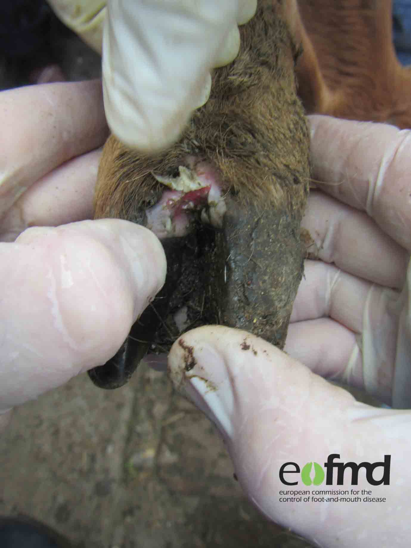 CLose-u of the examination of a goat's hoof