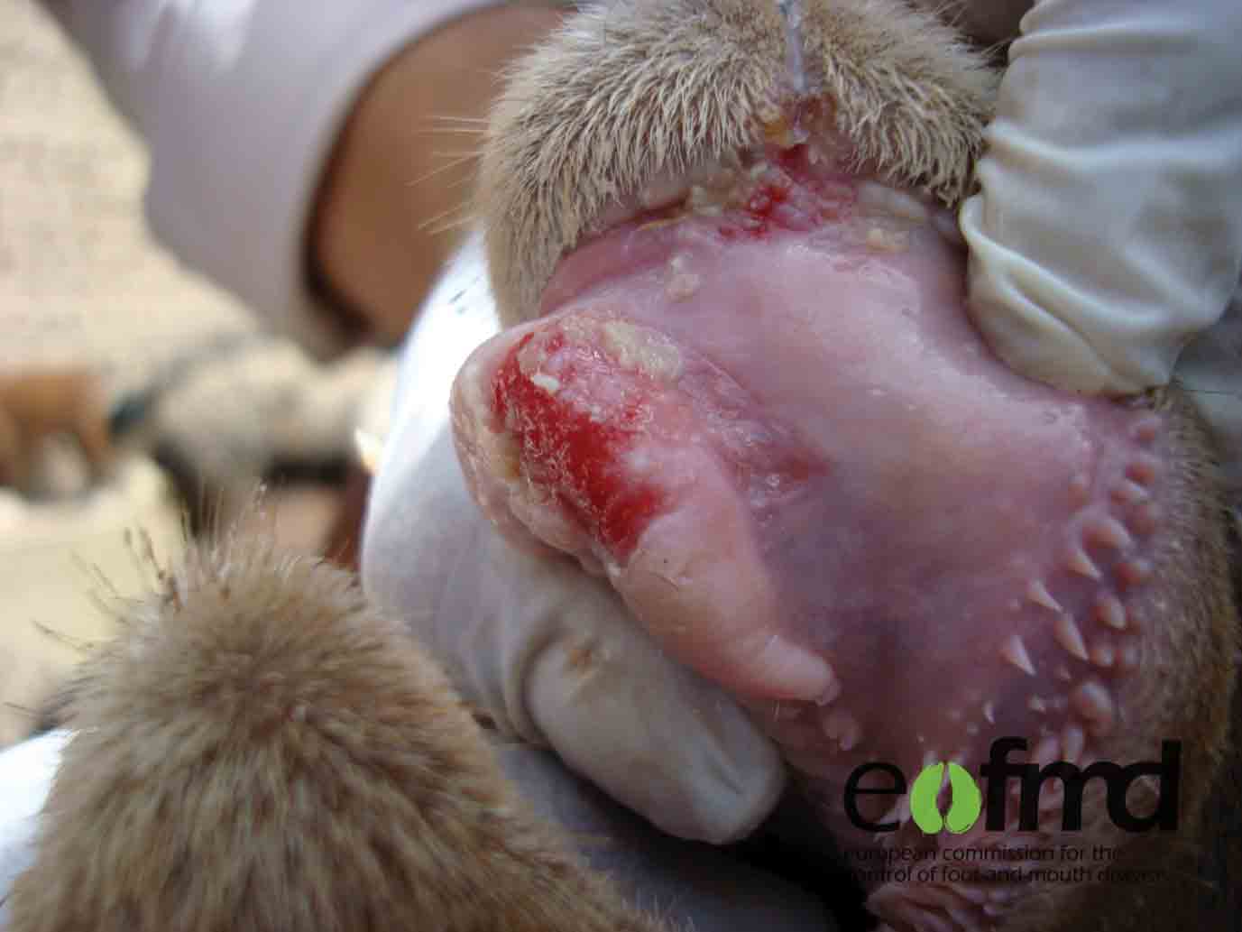 Close-up photo of a goat's mouth with the top-lip pulled back, exposing the dental pad