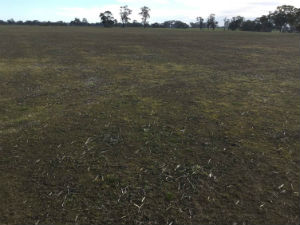 Photo of paddock at crop stage 1 