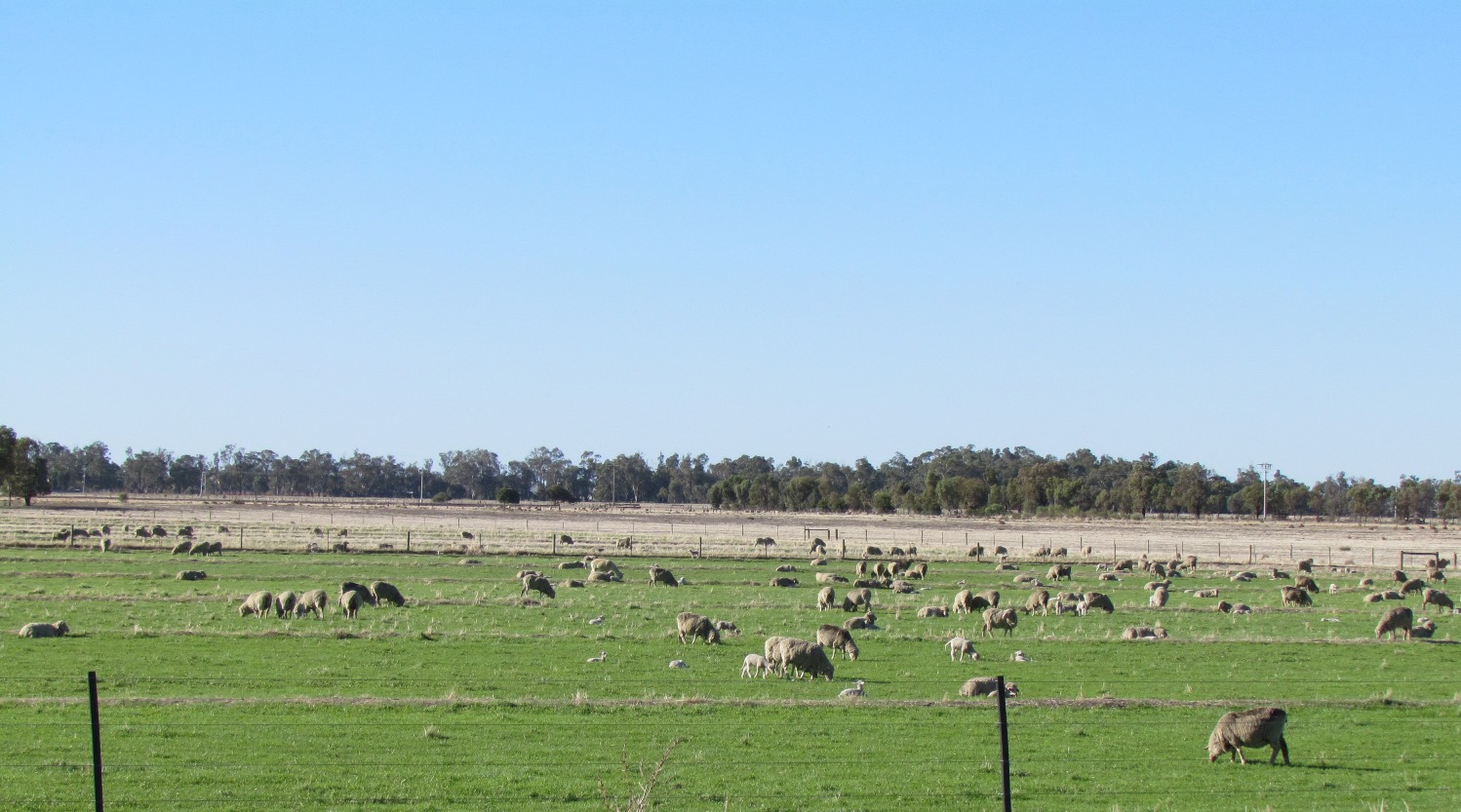 Sheep grazing in paddock