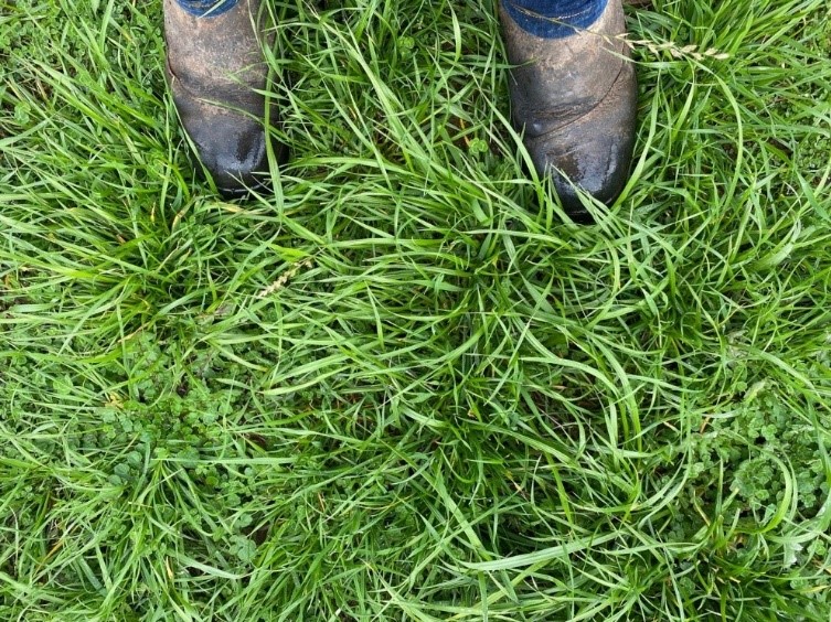 A person's shoes in green pasture