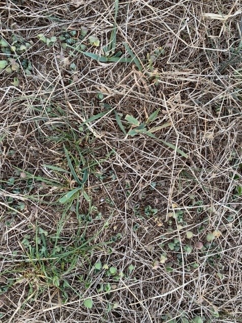 Low pasture post containment 