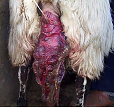 Ewe with uterine prolapse