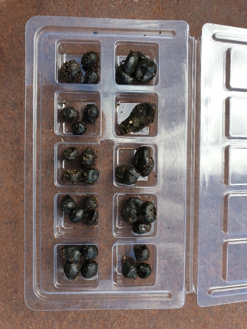 Sample for worm egg testing Image of a series of sheep dung samples for detection of worms