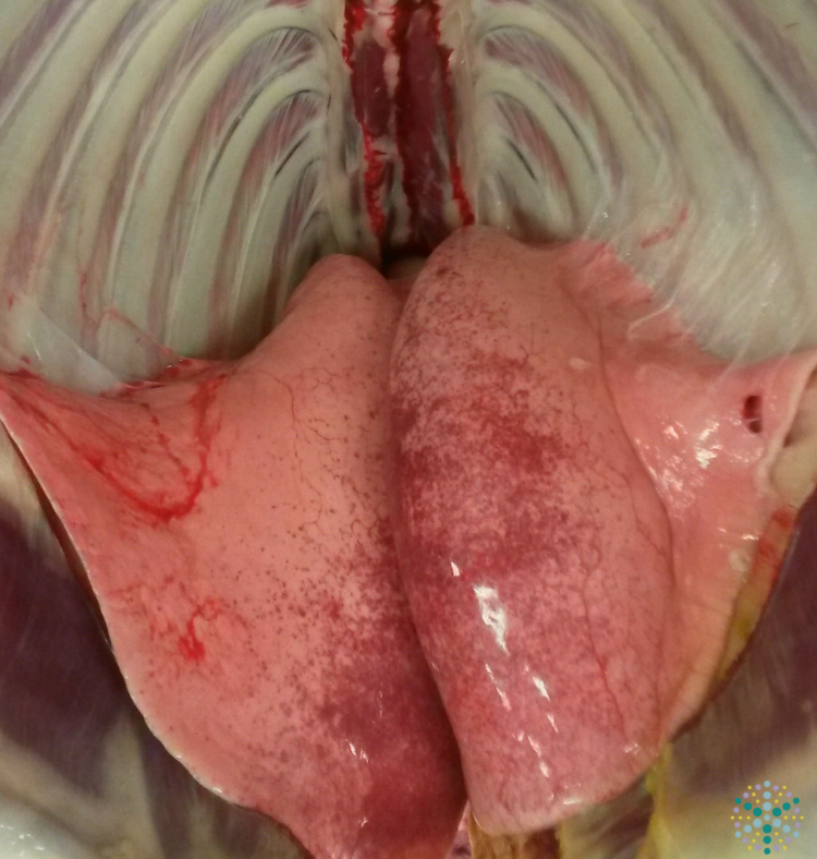 Pleurisy in lambs Image of pleurisy in a lamb