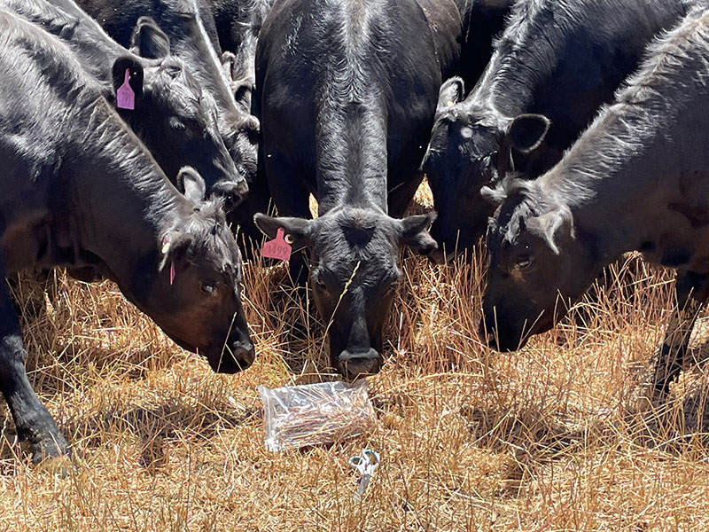 Feed quality is a key focus at Barton – even the end users check the feed test samples. Cattle feeding at Barton Station