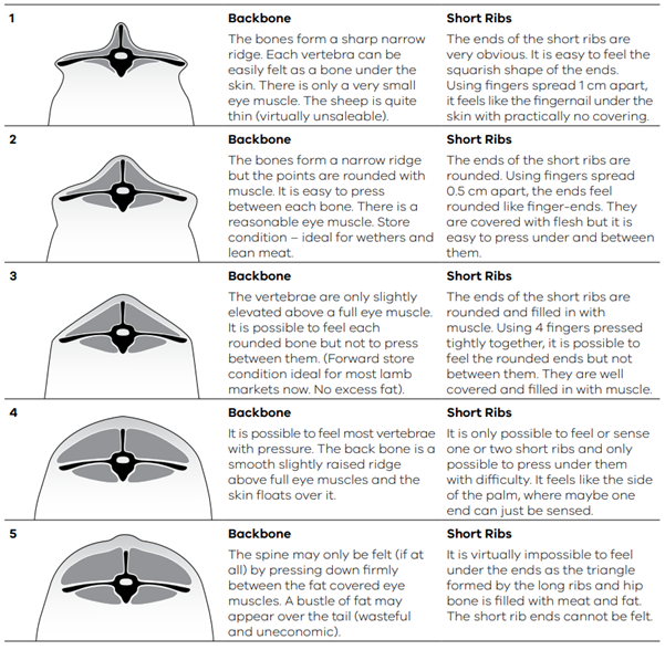 Chart showing 5 different levels of condition defined by the state of the sheep's backbone and short ribs.