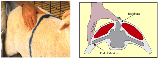 Photo of sheep being assessed for condition score with assessor's thumb on backboone and fingers against ends of short ribs.