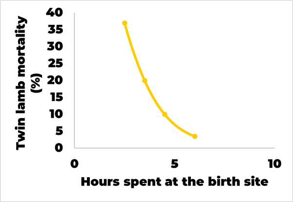 A graph of twin lamb mortality against time ewe spends on site, showing increased presence improves the lambs’ chances of survival.