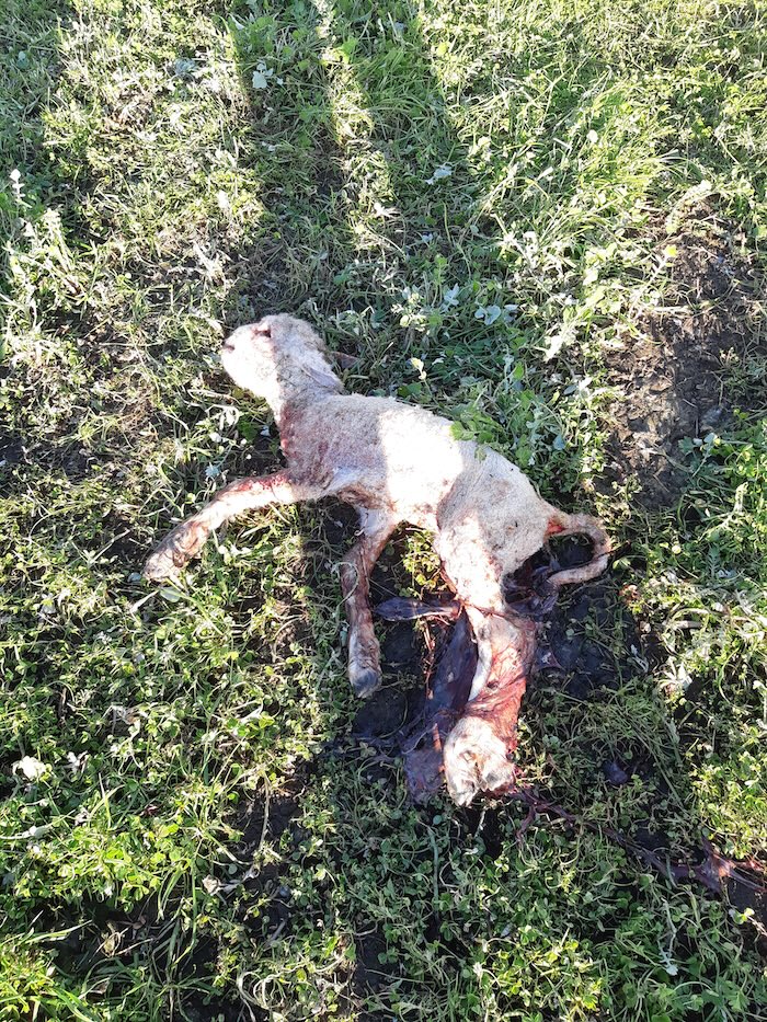 A dead lamb A dead lamb in a field