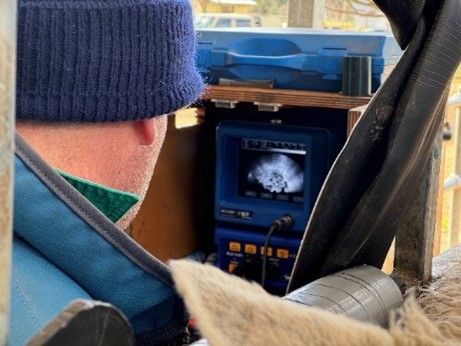 A man using an ultrasound-like device on a sheep