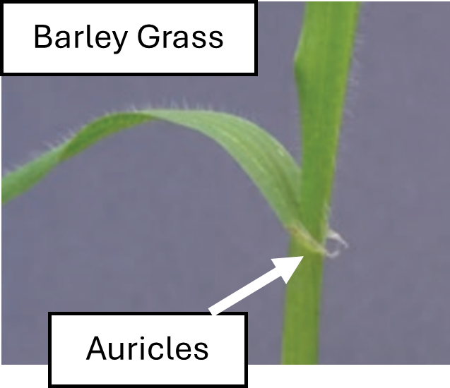 Barley grass with auricles, an outgrowth at the base of the leaf