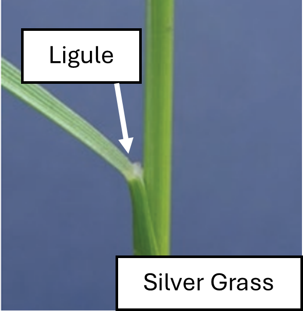 Silvergrass showing ligule, a membranous outgrowth at the junction of leaf blade and sheath