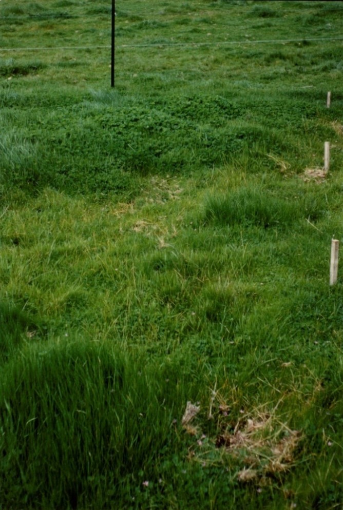 fertiliser test strips showing clover response to molybdenum