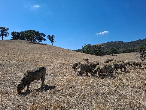 Merino ewes on grain trail in dry paddock