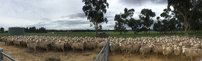 Ewes separated into two pens.