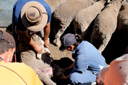 Two farmers inspecting a ram on its back
