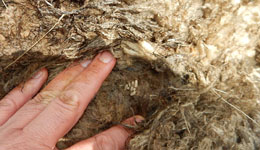 Flystrike wound with maggots on a sheep.