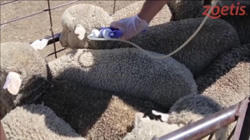 Demonstration of vaccination technique on sheep